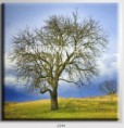 /album/photo-gallery-canvas-uri/decoratiuni-de-perete-canvas-lc-1244-jpg/